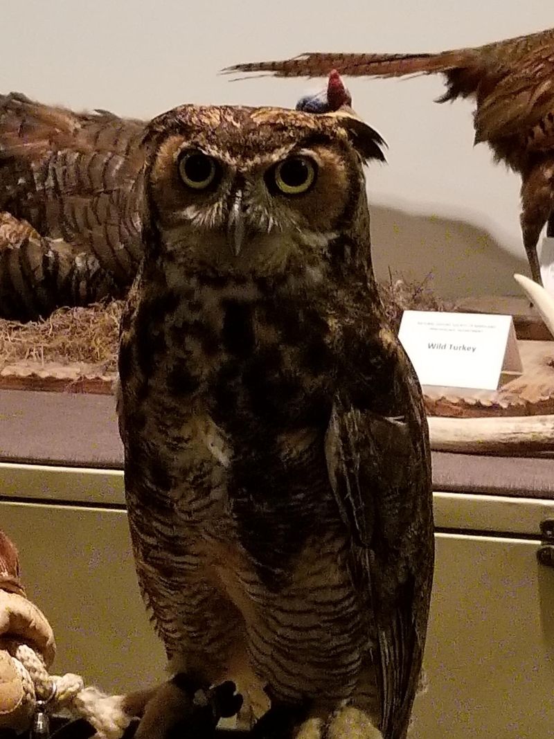 Mounted Wildlife Displays That Bring The Collection To Life