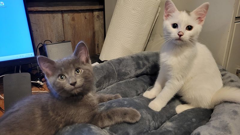 Adoption Days Turn Second Chances Into New Beginnings