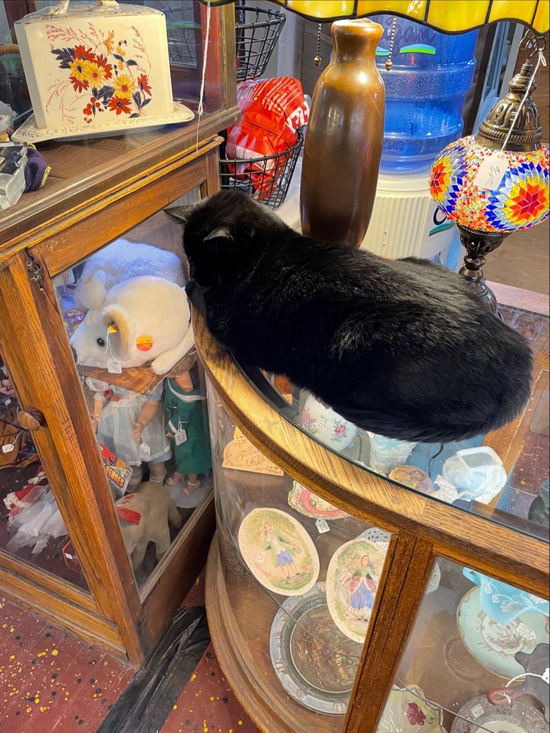 This Idaho Antique Shop Lets A Crew Of Rescued Cats Nap Among The Vintage Shelves - Decor Hint Gandalf And His Furry Crew