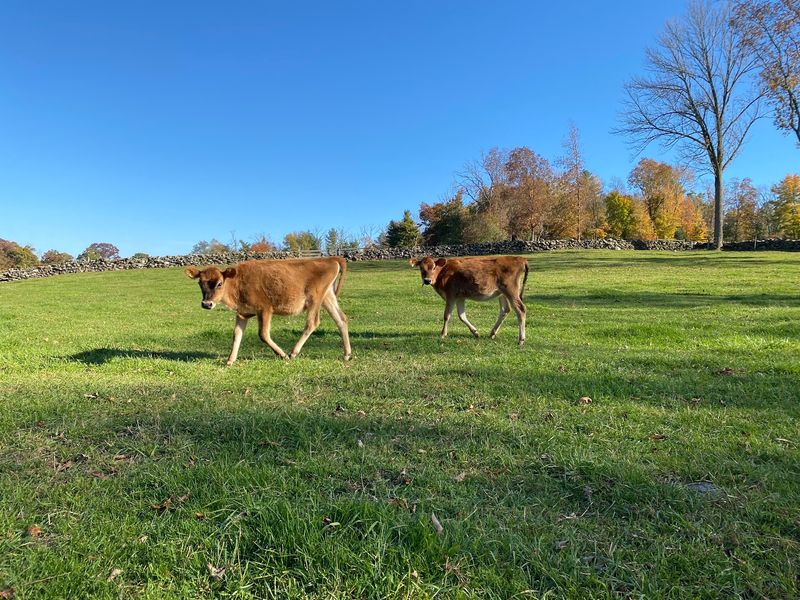 10 Connecticut Farms Where You Can Fill Your Freezer With Locally Raised Meat - Decor Hint Baldwin Brook Farm, Canterbury