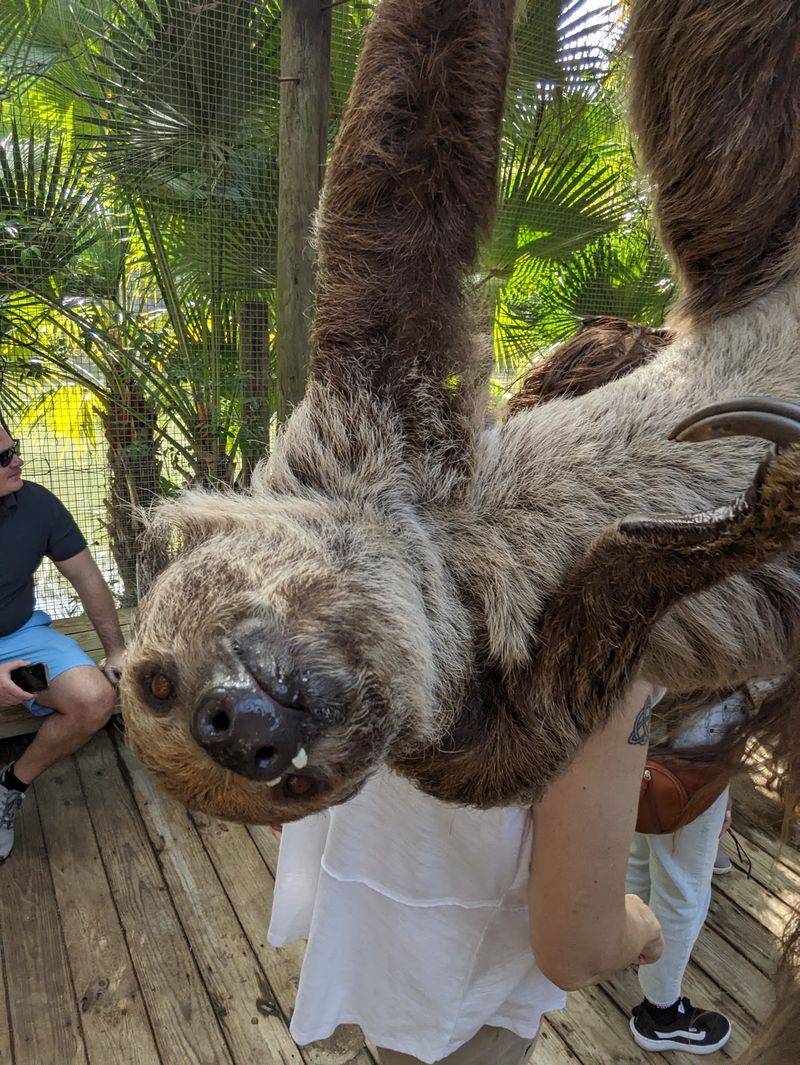 Hold A Sloth, Meet A Lemur