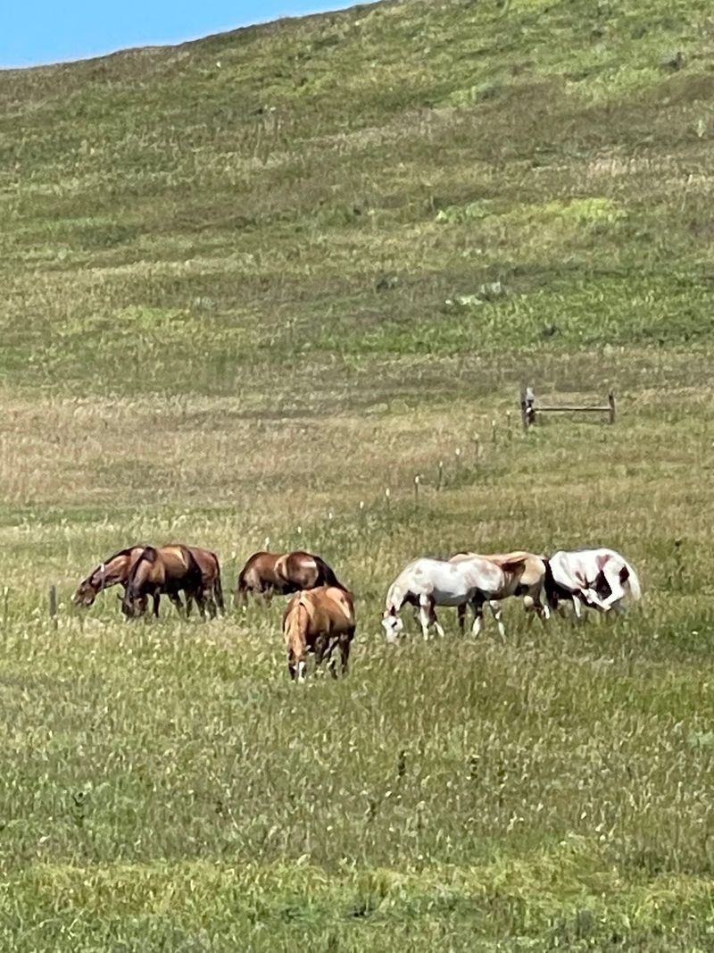 Slow, Easy Horseback Rides