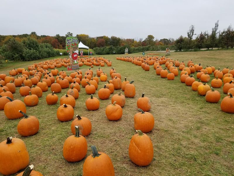 Pumpkins Join The Harvest Later In The Season