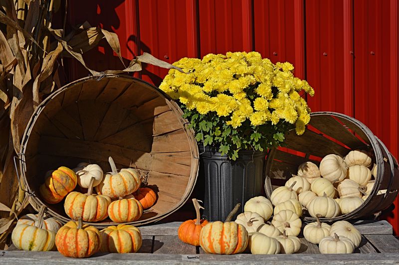 Pumpkin Season Brings Weekend Hayrides To The Farm