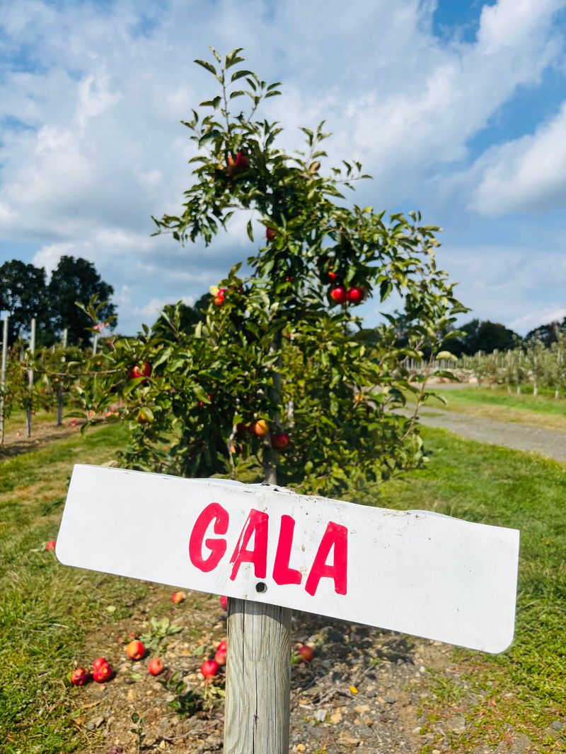 Thousands Of Dwarf Apple Trees Fill The Orchard
