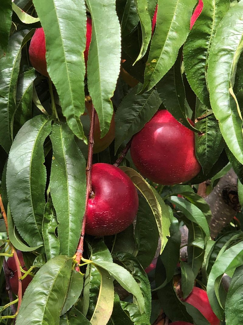 Apples Take Over The Fall Season
