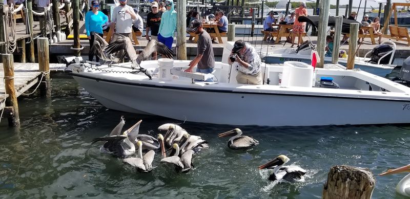 Locals Drive An Hour For The Smoked Mullet At This Florida Fishing Village Smokehouse - Decor Hint Picnic Tables, Pelicans, and Bay Views