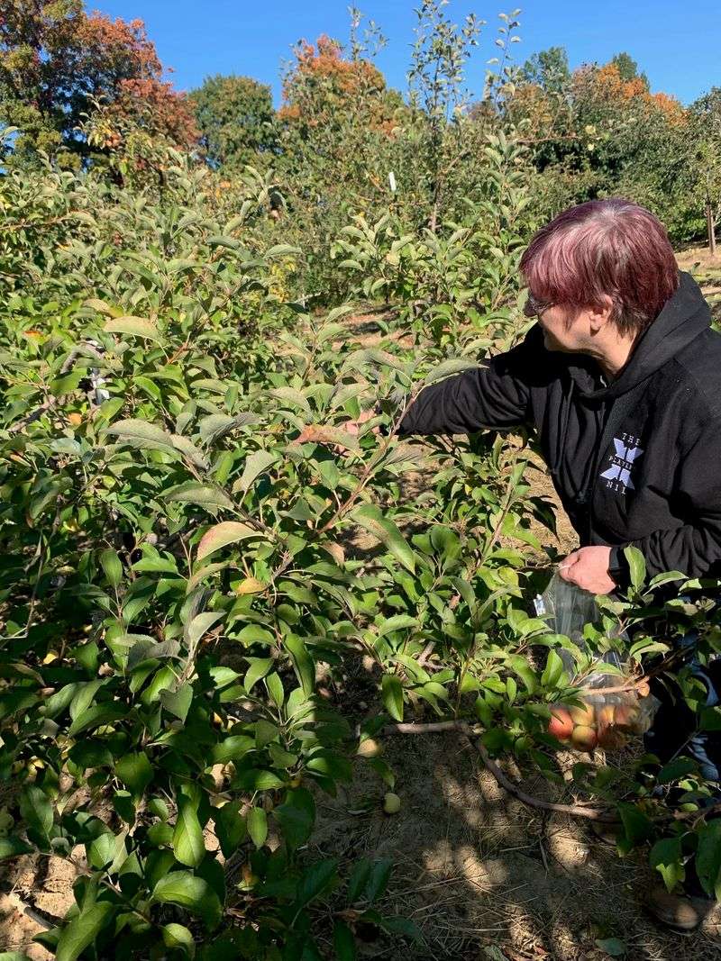 This Kentucky Farm Makes Homemade Apple Slushies And Has Animals Waiting Outside - Decor Hint Pick Your Own Apples, Peaches, And Zinnias