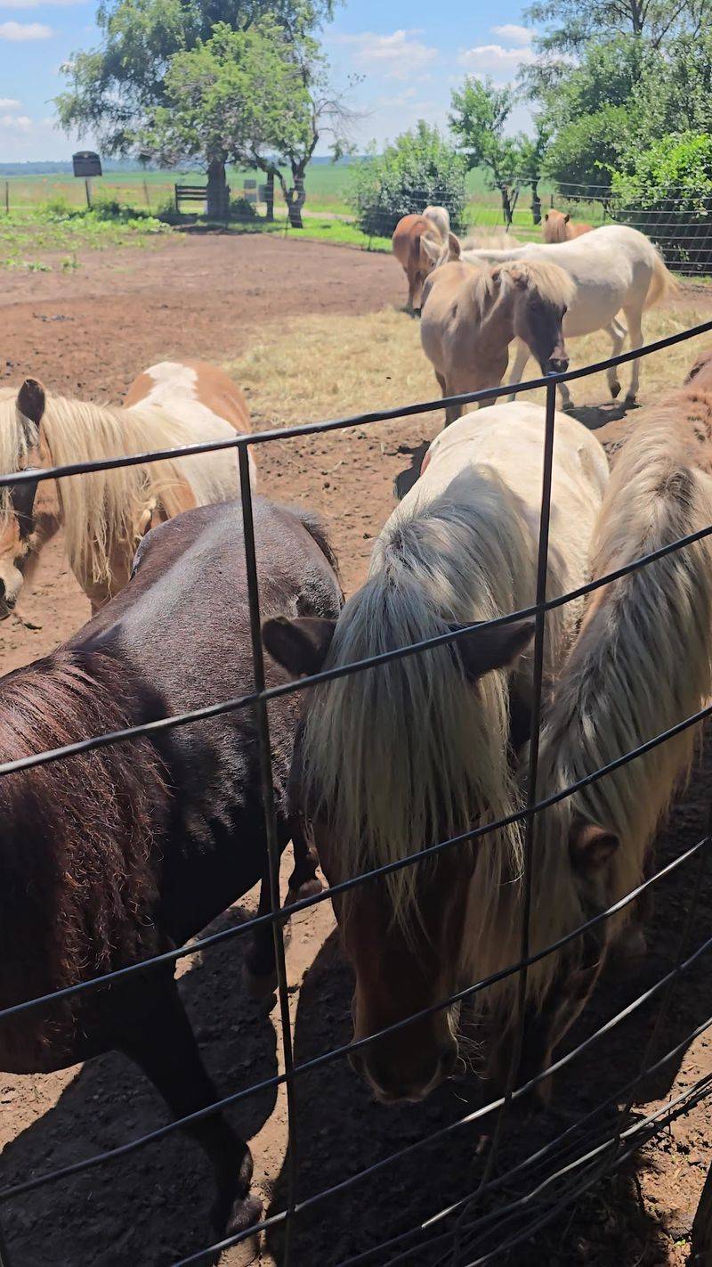 Meet the Residents: Miniature Horses, Zebu, and an Albino Raccoon