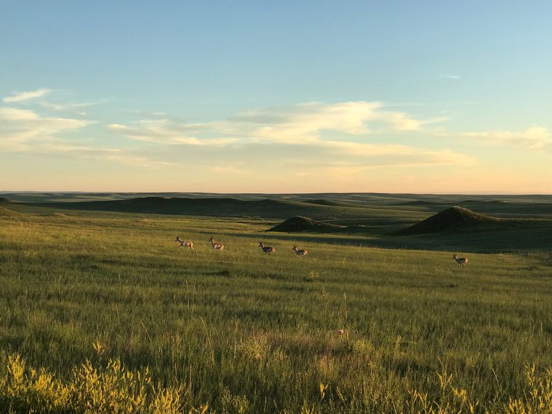 Prairie Dogs, Pronghorn, and June Clover