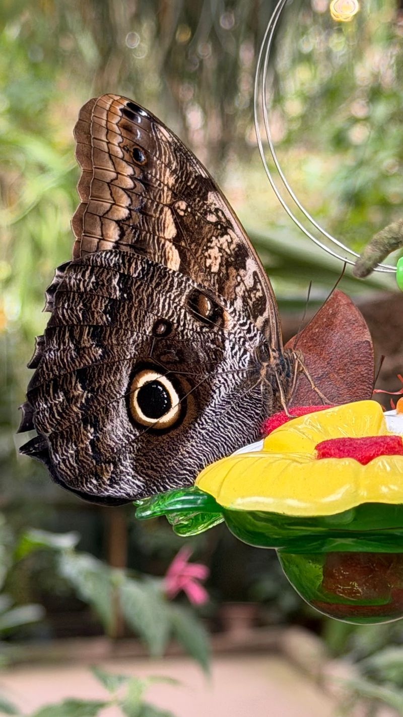 Getting A Butterfly To Land