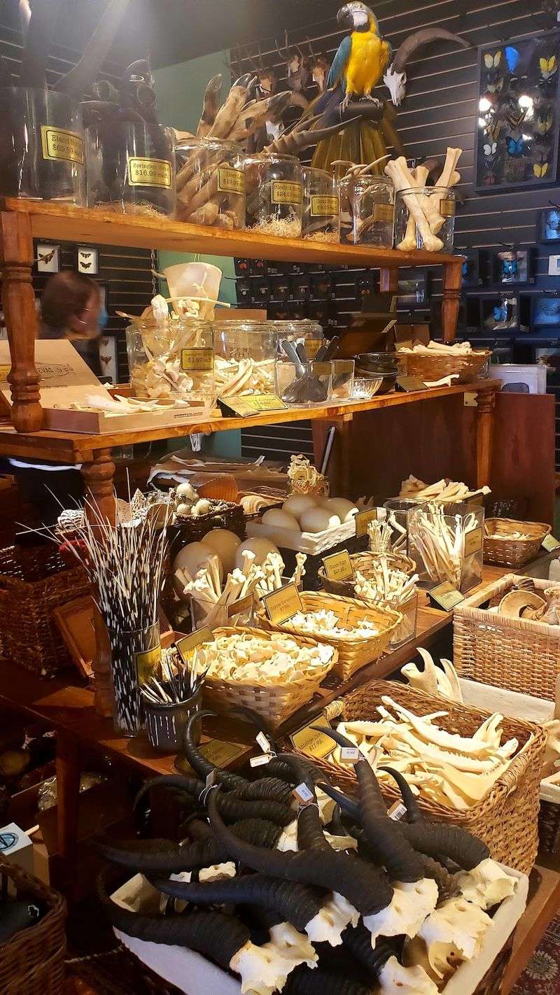 Skulls, Bones, And Beetles