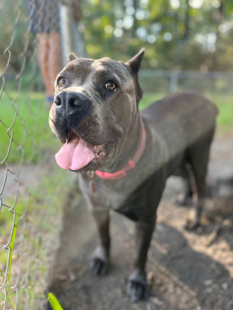 This South Carolina Cage-Free Sanctuary Gives Rescued Animals The Fresh Start They Deserve - Decor Hint Where Forever Actually Means Forever