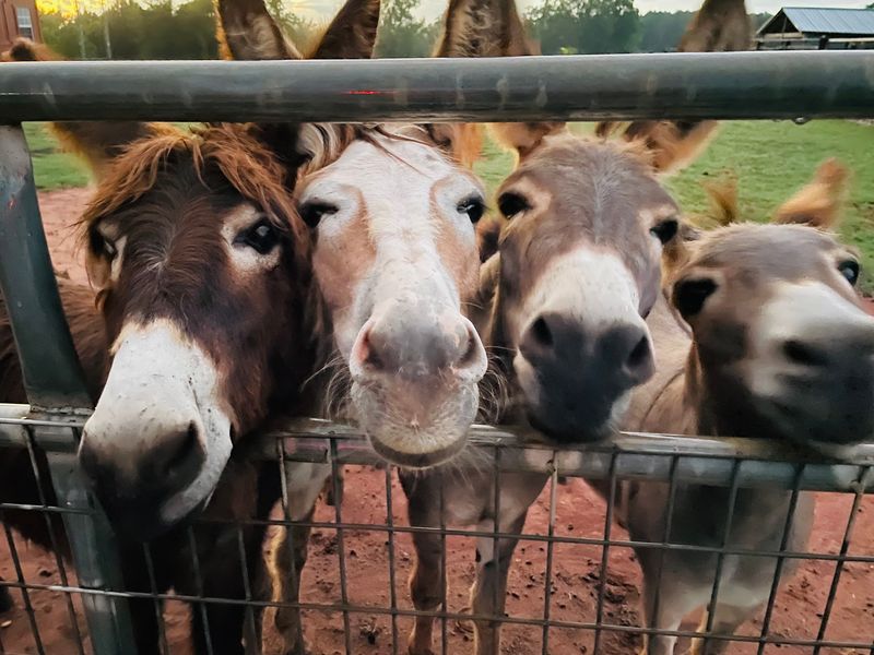 A Barnyard Crew With Big Personalities