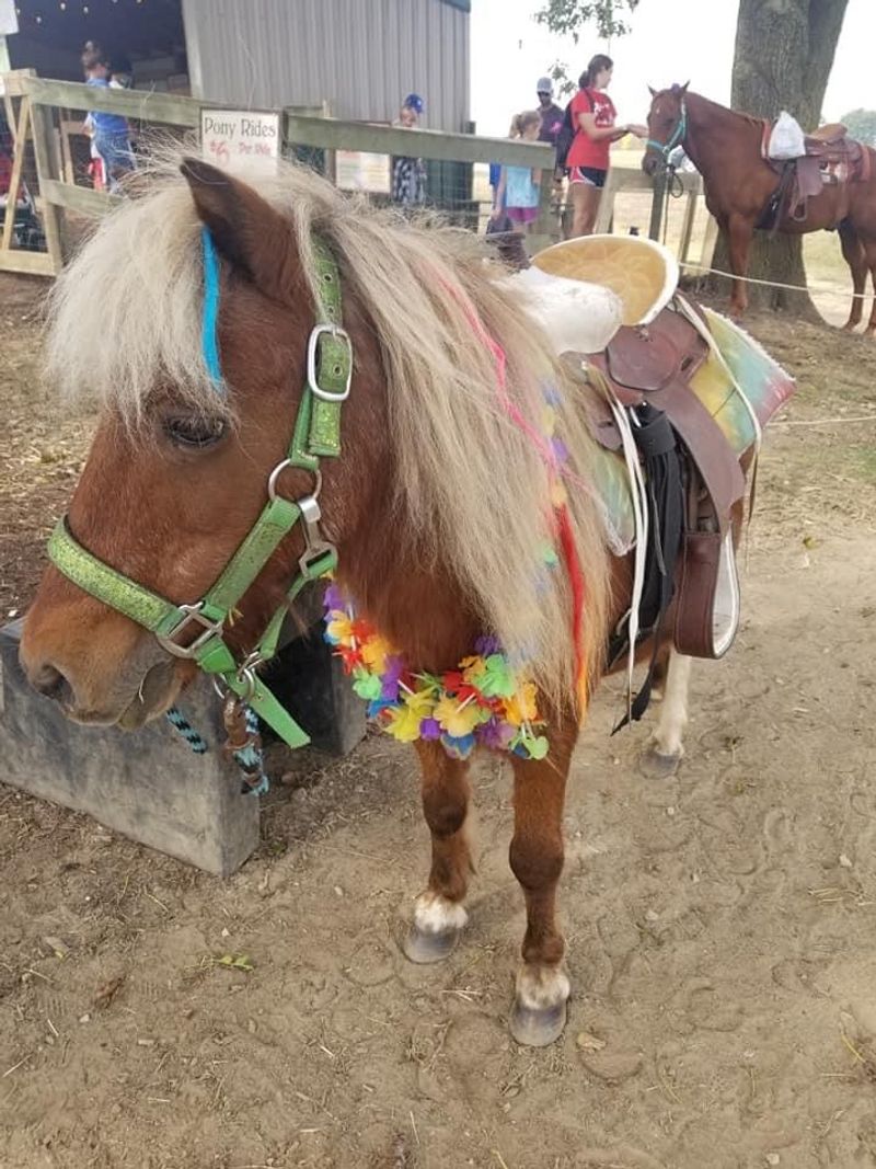 Trunnell's Market & Farm Experience