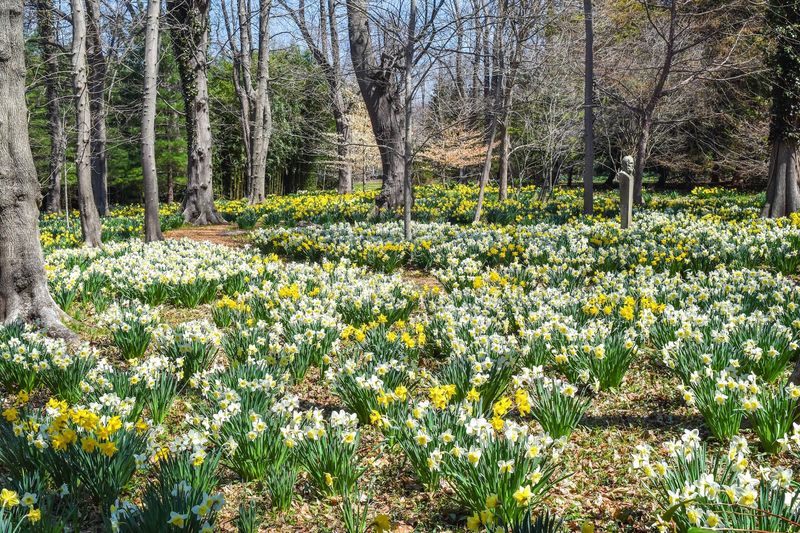 This Rhode Island Estate Offers A Peaceful Afternoon Of Gardens, History, And Bay Views - Decor Hint Daffodils, Concerts, Autumn Color