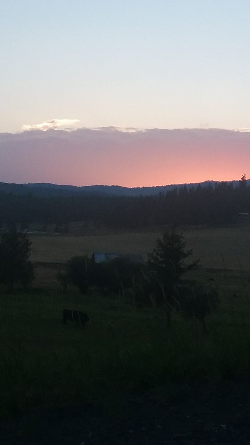 Meadows Made For Elk
