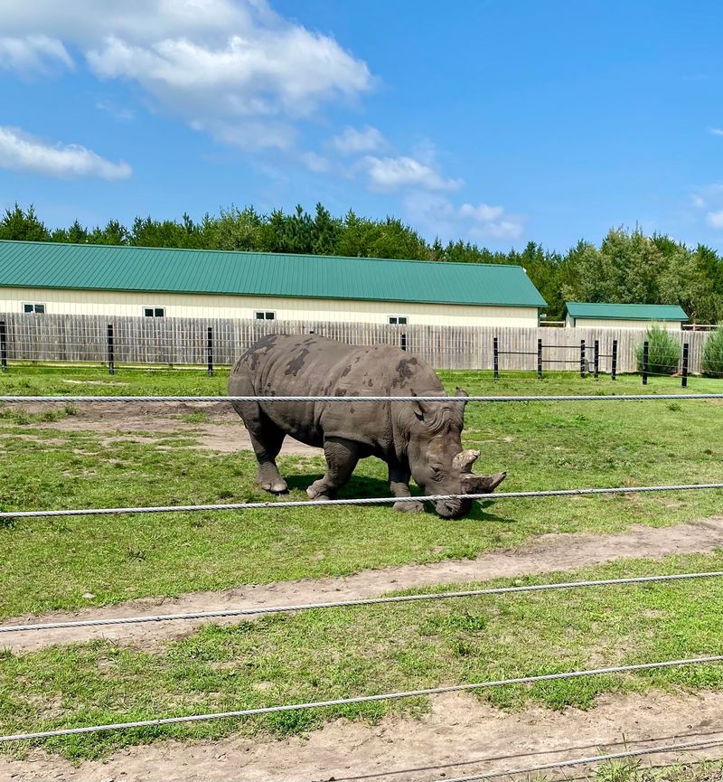 Rhinos, Tigers, And A Giant Anteater With A Yogurt Habit