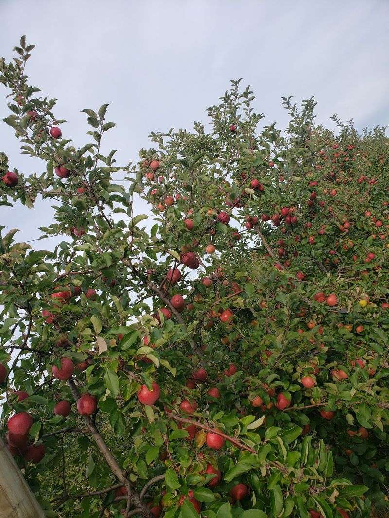 Apple Trees Spread Across The Rolling Property