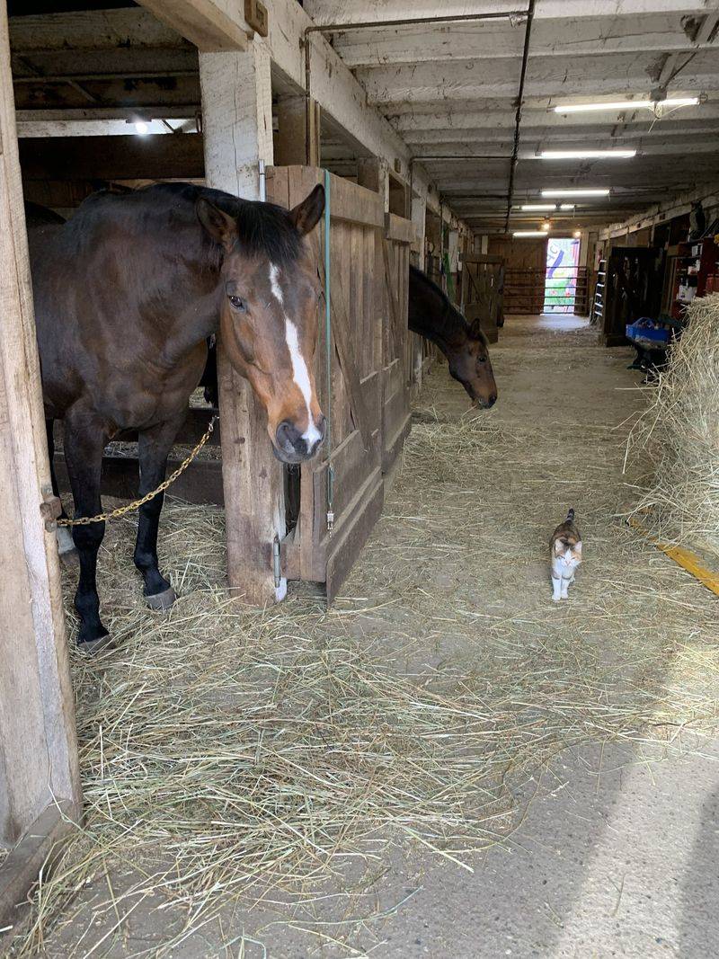 This Connecticut Farm Lets You Spend An Afternoon Grooming And Bonding With Horses - Decor Hint The Barn Setting Keeps The Experience Personal