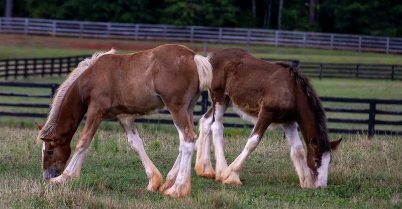 The Only Clydesdale Breeding Farm In The State