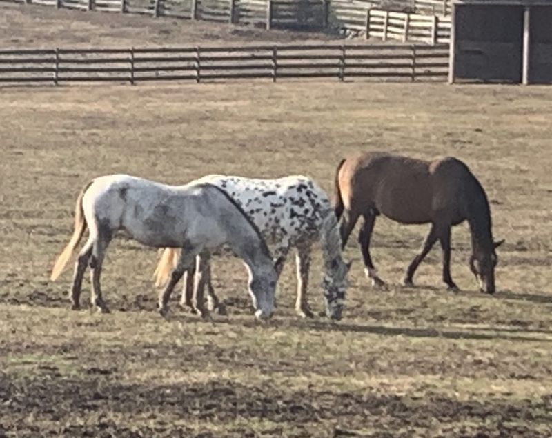 Red Clay Ranch Equine Rescue & Sanctuary, Lyerly
