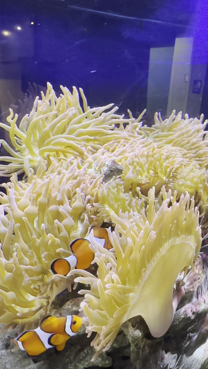 Watch Tropical Reef Fish Fill A 1,700-Gallon Habitat With Color