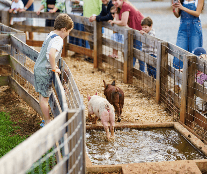 Piglet Races That Draw A Real Crowd