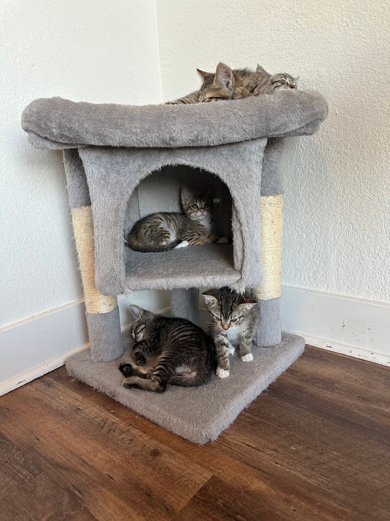 Plan Your Purrfect Hour