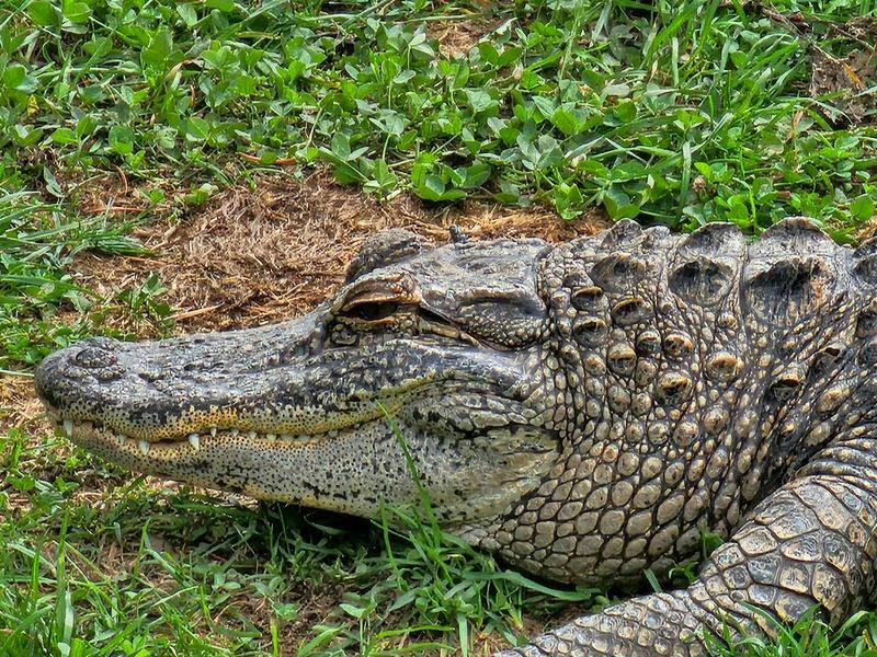 Barnyard Friends And Thirty Alligators