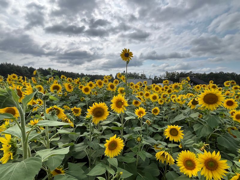 This Massive North Carolina Sunflower Wonderland Is A Must-Visit For Families Before Summer Ends - Decor Hint Kids Get Plenty Of Space To Wander Between The Colorful Fields