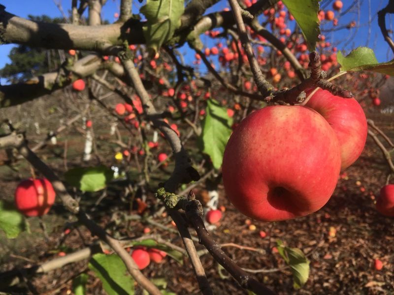 10 California Apple Orchards To Visit As Picking Season Gets Underway - Decor Hint Chileno Valley Ranch, Petaluma