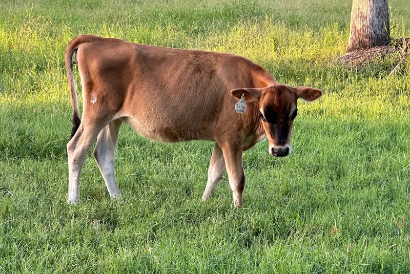 Florida's Grass-Grazed Dairy Farm In New Smyrna Beach Sells Its Own Bottled Milk And Farm Cheese On Site - Decor Hint The Greek Yogurt Worth Planning Around