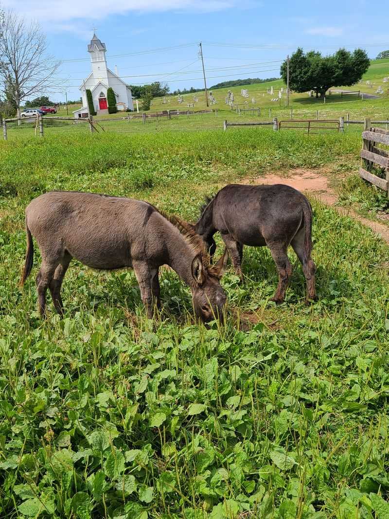 The Smaller Barnyard Crew