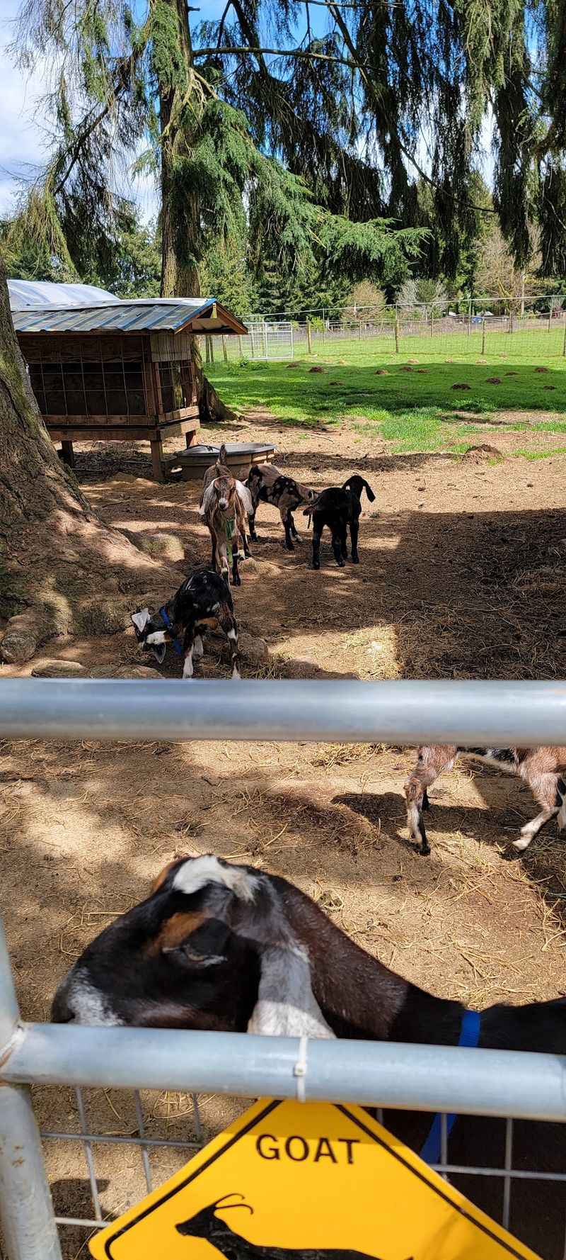 The Goat Walk And Its Clever Pulley Buckets