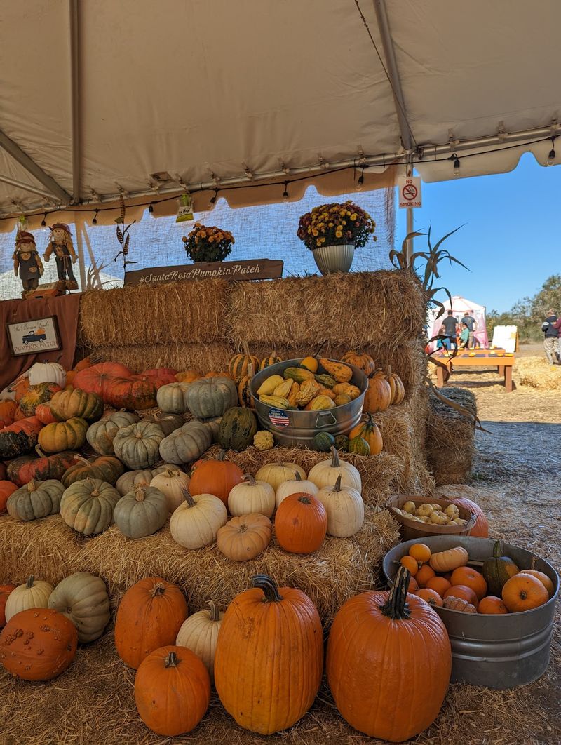 Santa Rosa Pumpkin Patch, Santa Rosa