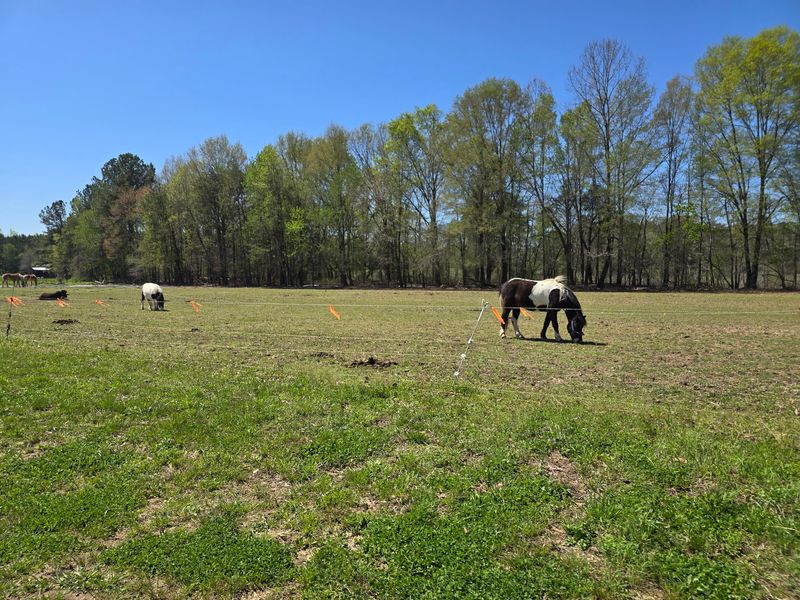 This Massive North Carolina Sunflower Wonderland Is A Must-Visit For Families Before Summer Ends - Decor Hint Seasonal Farm Activities Give Families More To Do Beyond The Flower Fields