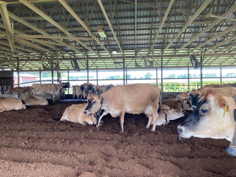 Chaney's Dairy Barn