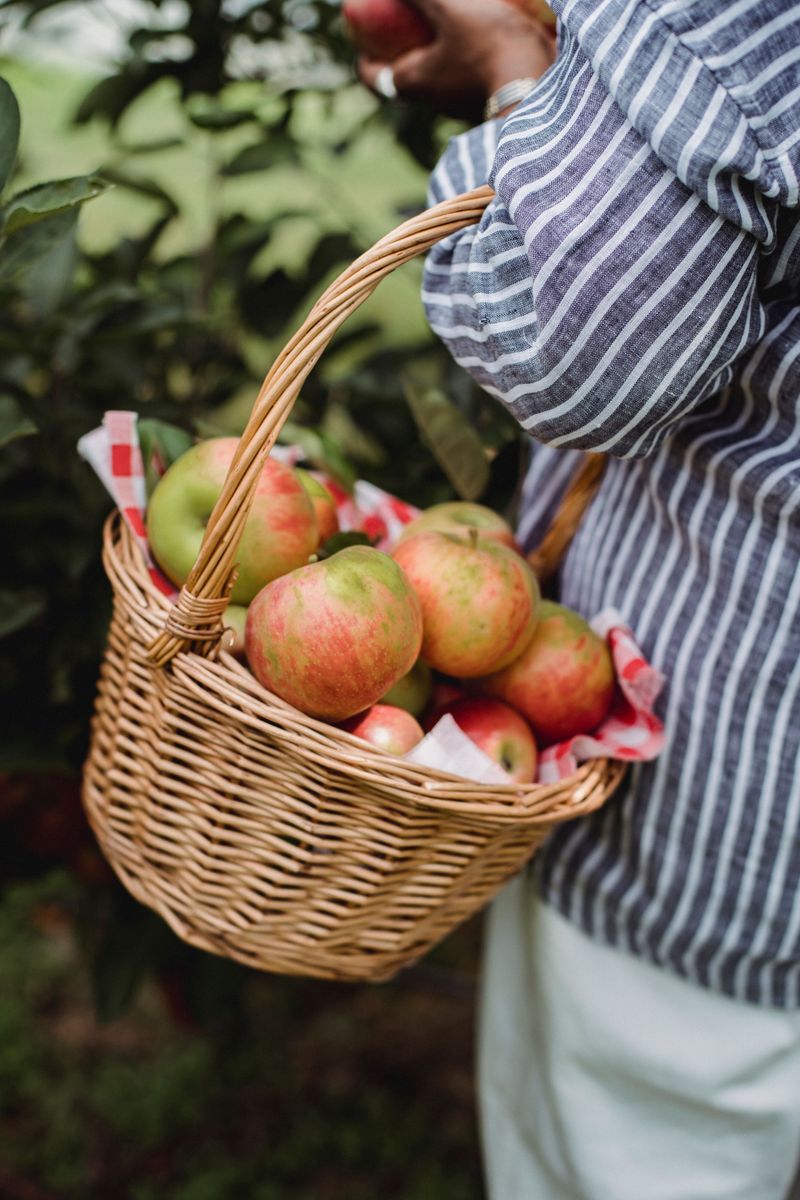 12 Of The Best Apple Orchards In North Carolina For The Perfect Fall Picking Trip - Decor Hint Creasman Farms