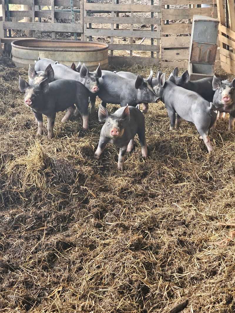 This Middle-Of-Nowhere Georgia Farm Store Sells Fresh Cheese, Butter, And Grass-Fed Goods - Decor Hint Pork From Pigs That Get To Be Pigs