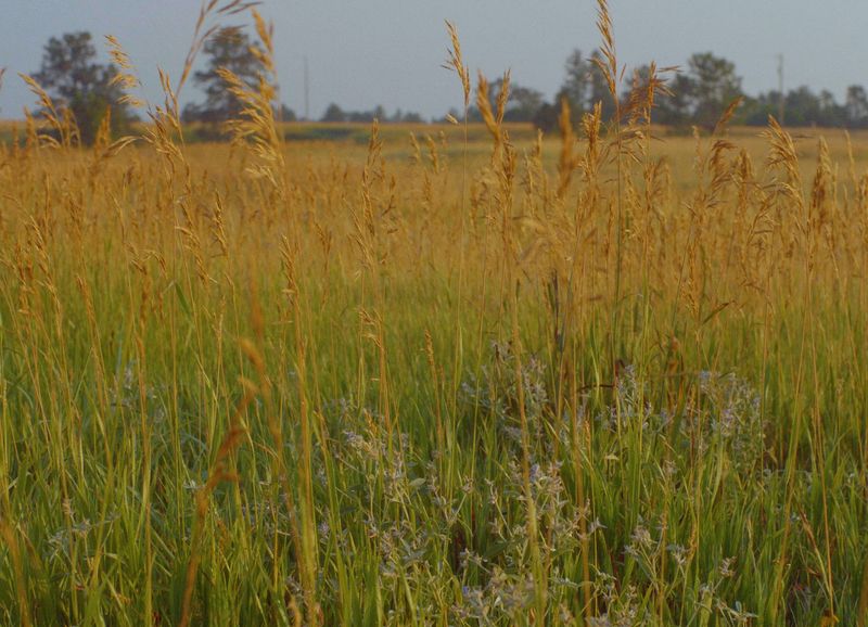 Burrowing Owls, Prairie Dogs, and Other Small Residents
