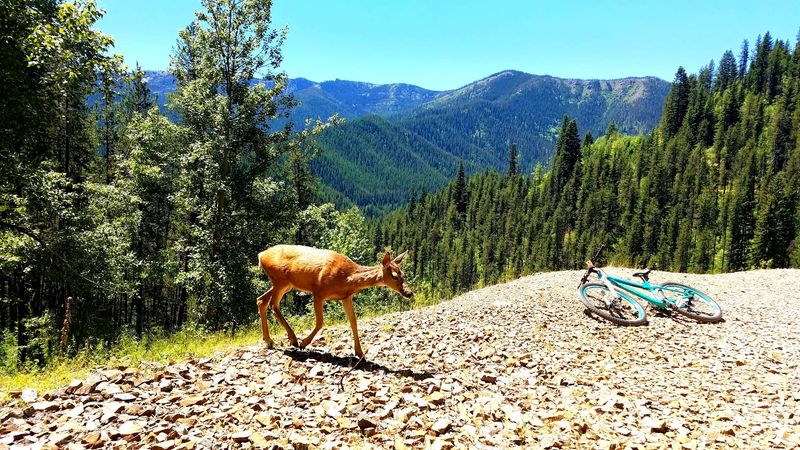 Moose, Bears And Mountain Quiet