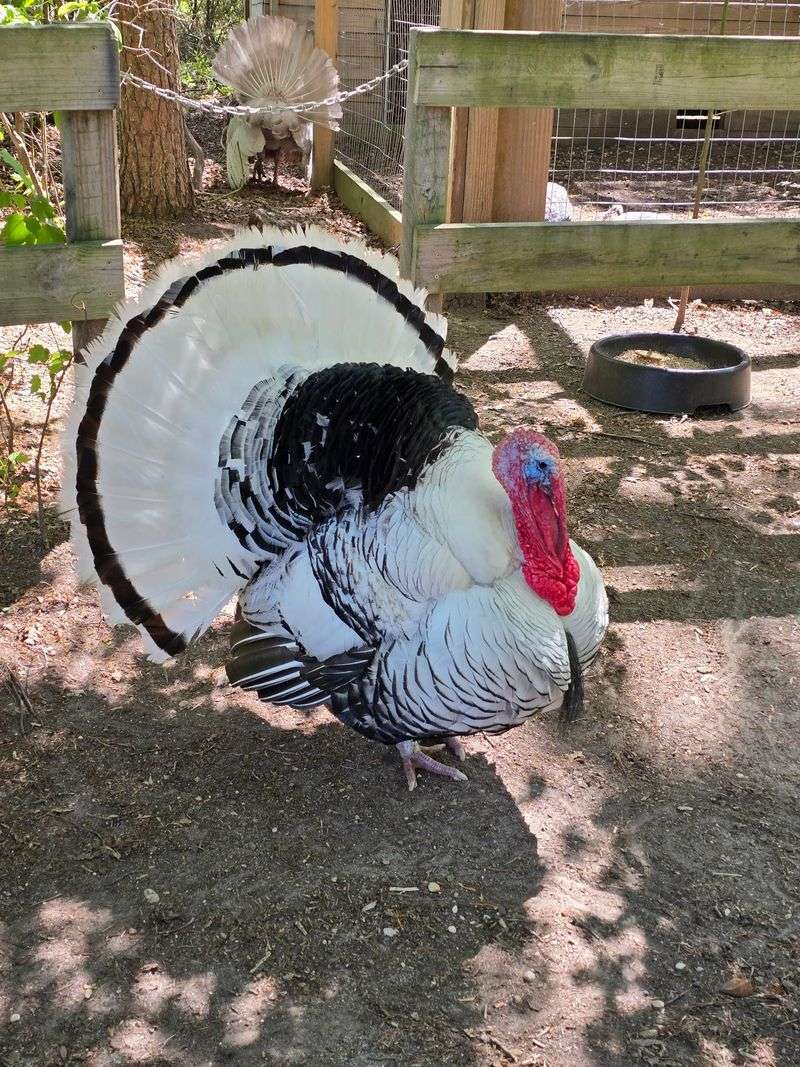 Animals With Actual Job Titles