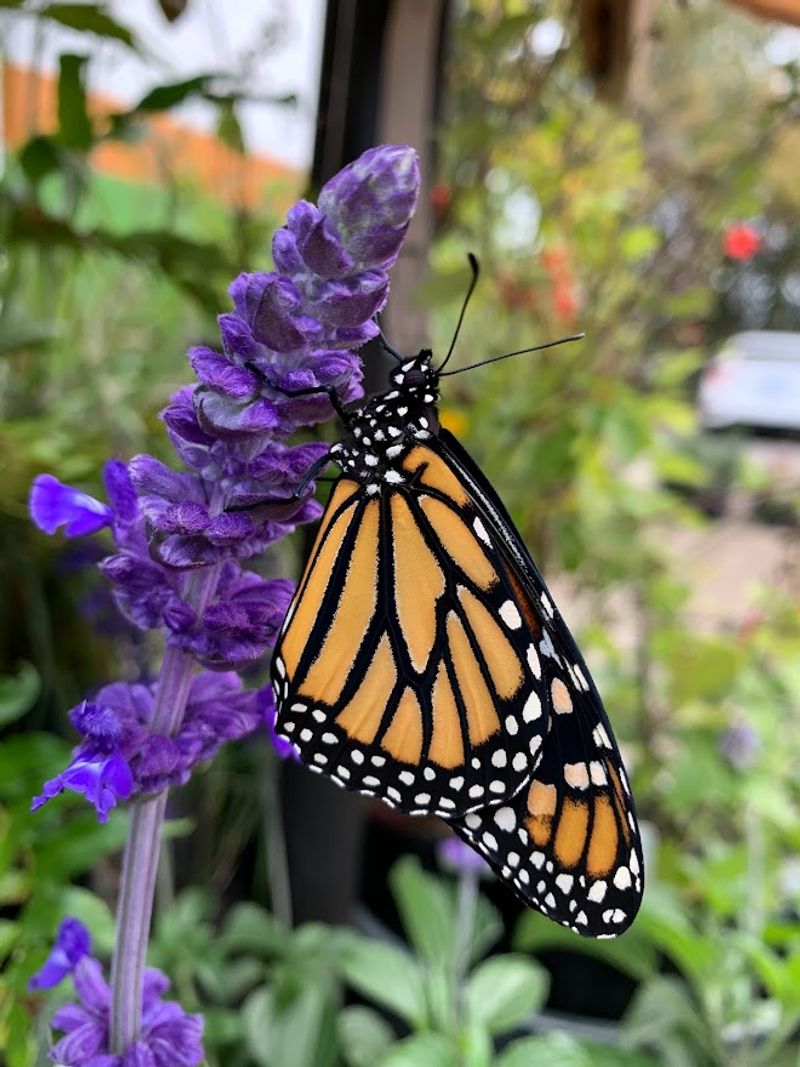 This South Carolina Nursery Is Packed With Native Plants, Pots And Garden Treasures - Decor Hint Advice From Real Plant People