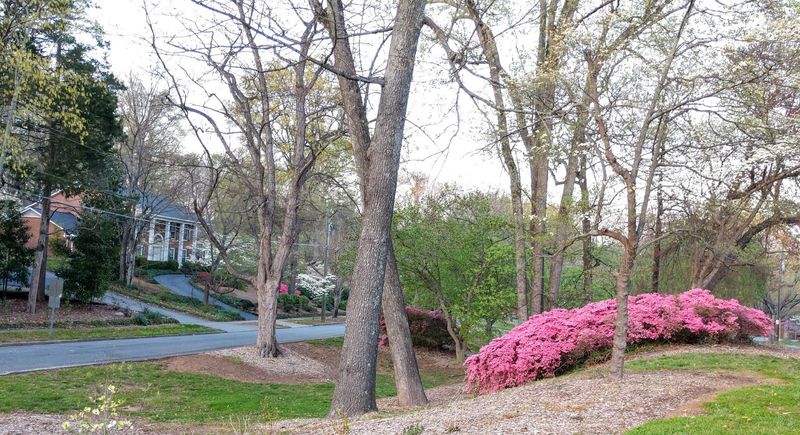 10 North Carolina Towns Where Coyotes Keep Showing Up And Locals Know To Stay Alert - Decor Hint Winston-Salem