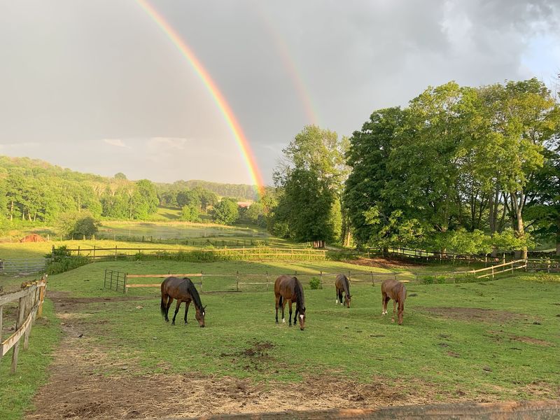This Connecticut Farm Lets You Spend An Afternoon Grooming And Bonding With Horses - Decor Hint Time With The Horses Moves At An Unhurried Pace
