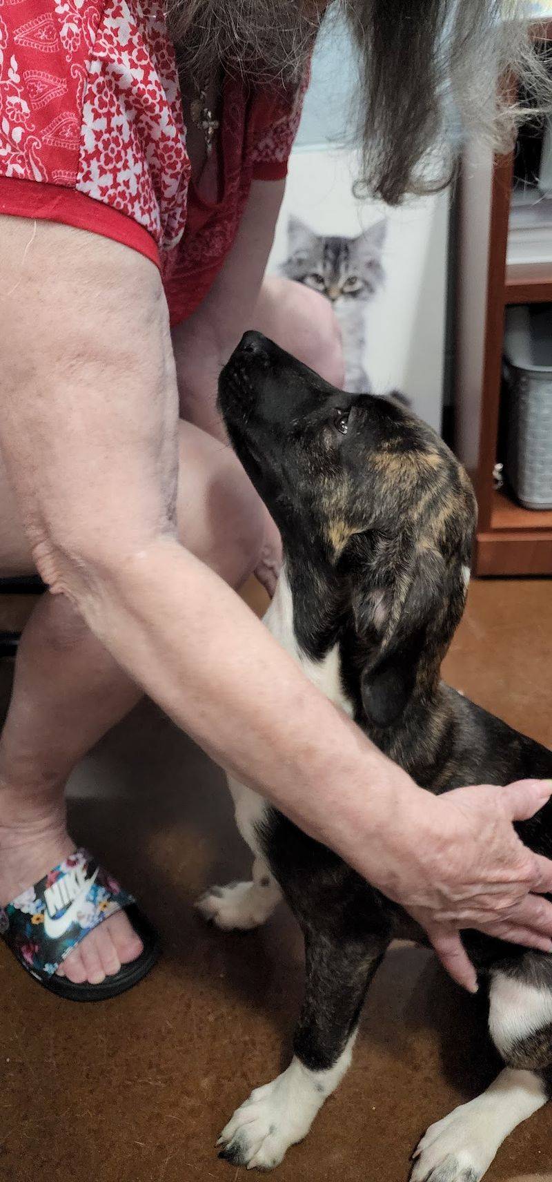 Forsyth Humane Society - Winston-Salem