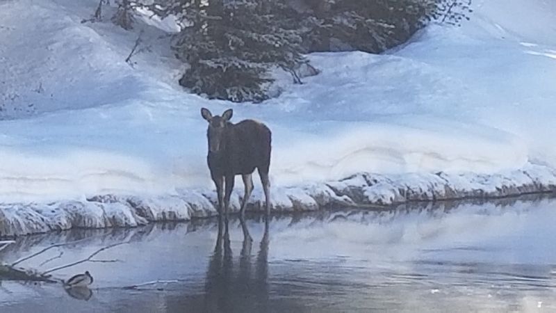 Moose, Ospreys, And Muskrats