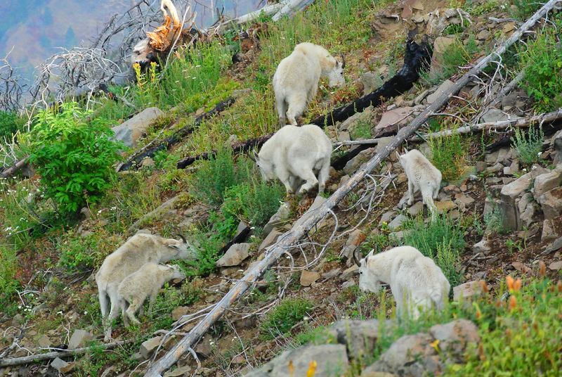 Goats, Bighorns, and Alpine Quiet