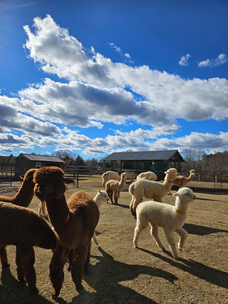 Spend Time Mingling With The Herd Out In The Pasture
